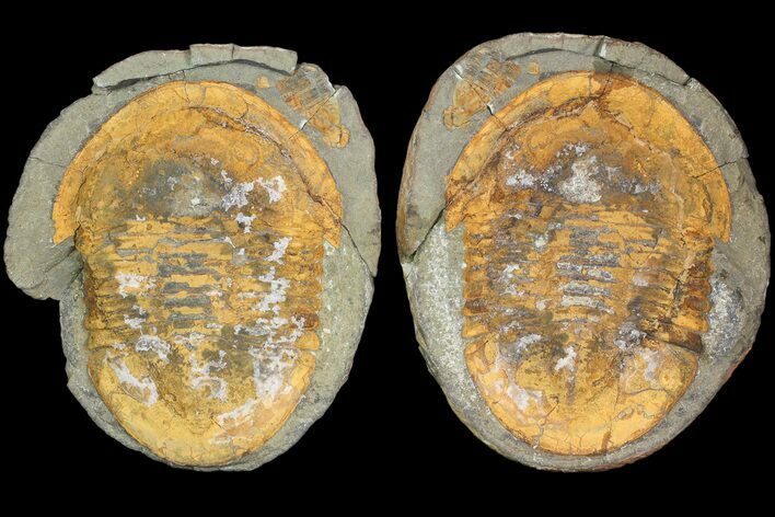 Asaphid Trilobite in Concretion - Pos/Neg #92482